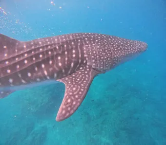 필리핀 보홀여행 패키지 여행 필수 코스_22