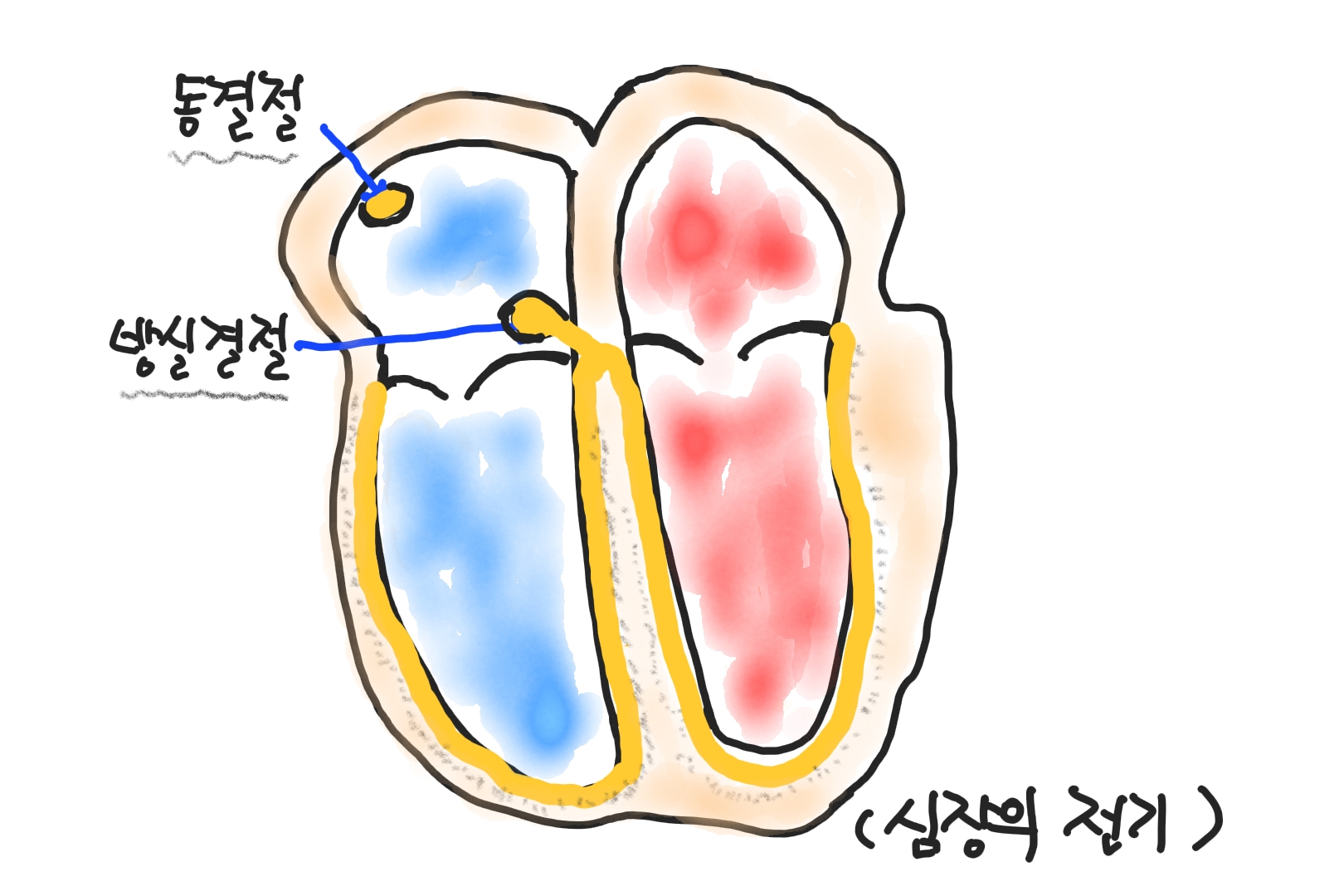 심장-전기흐름-동방결절-방실결절-구조