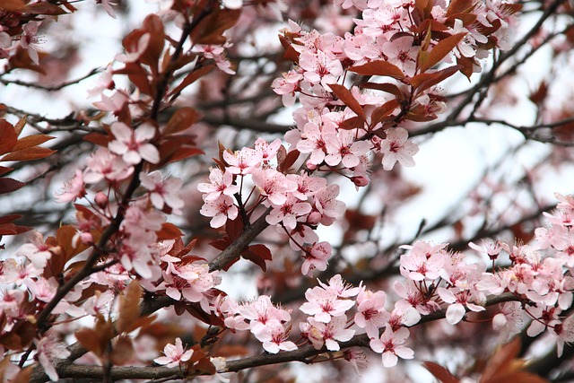 대구 팔공산 벚꽃축제