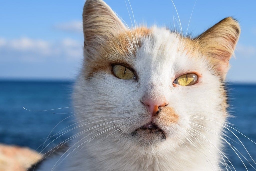 고양이 변비