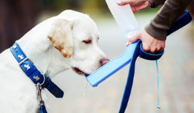 강아지가 산책하면서 주인이 주는 물을 휴대용 물병으로 마시는 모습