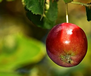 사과 영양성분으로 고혈압 예방