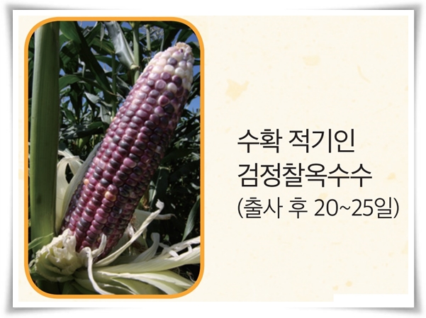 비타민 B, 철분, 식이 섬유가 풍부한 옥수수 재배하기!