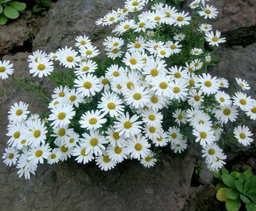 구절초 효능 부작용