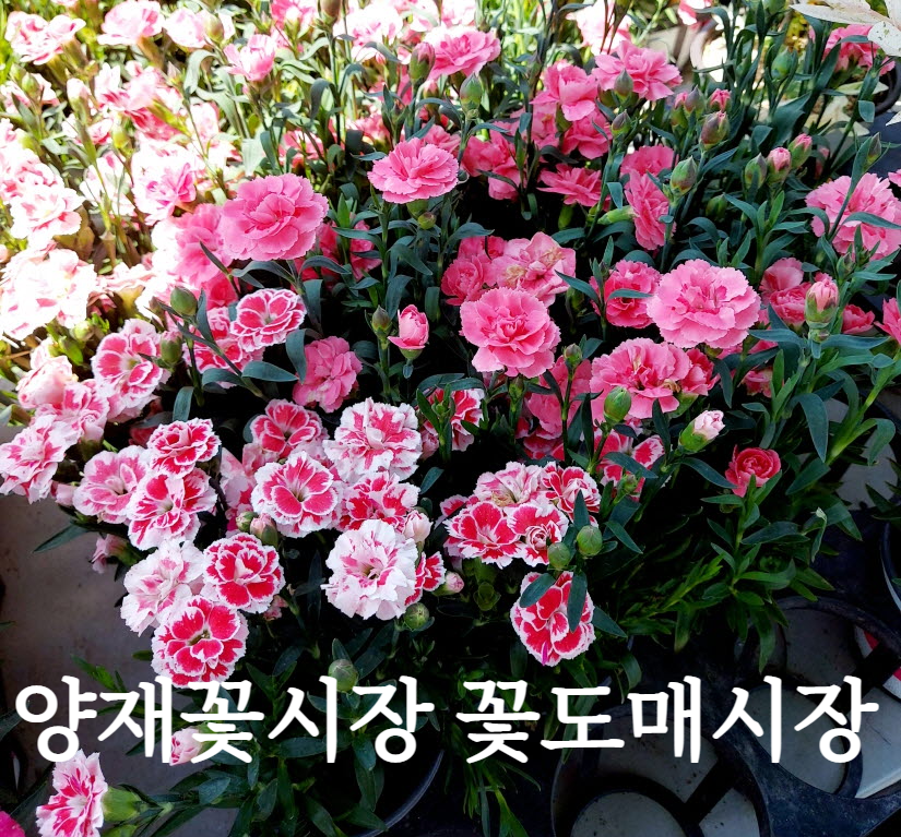 양재꽃시장 영업시간과 주차요금