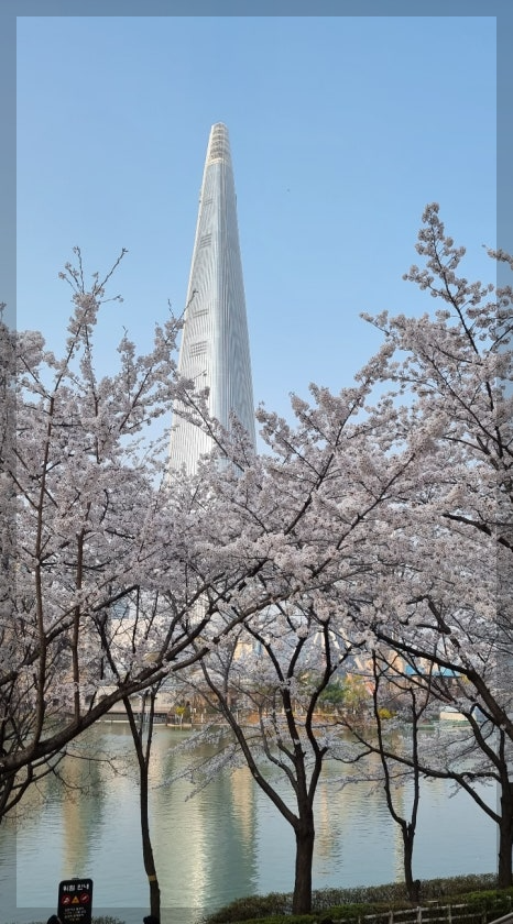 석촌호수 벚꽃 축제