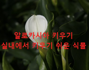 알로카시아 키우기