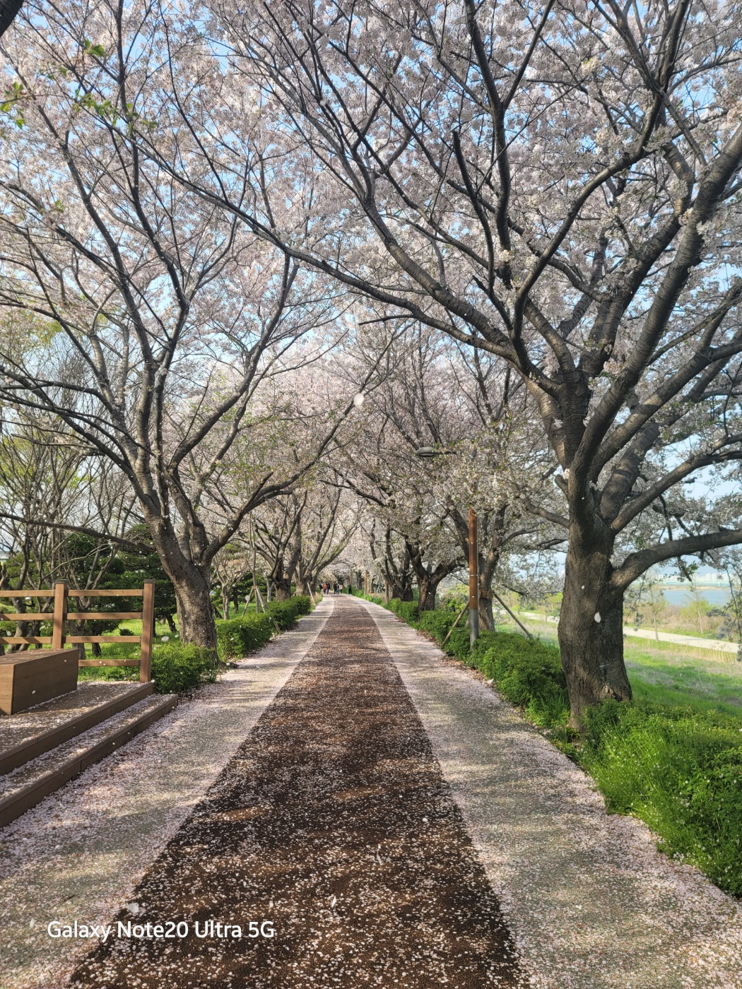 낙동강 벚꽃길, 유채밭
