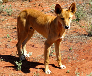 이쪽을 바라보는 딩고.