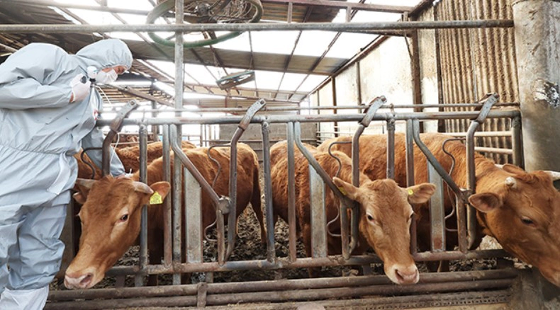 구제역 발생 4년 4개월만 충북 청주 지역