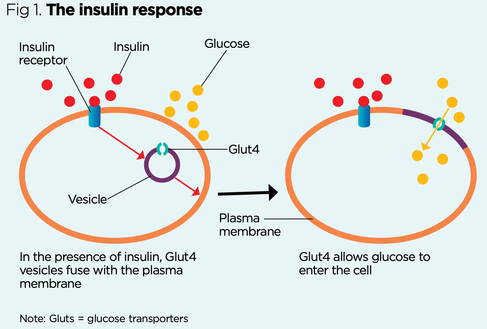 인체의 인슐린 반응