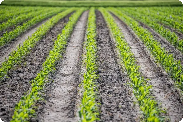 초당옥수수 삶기