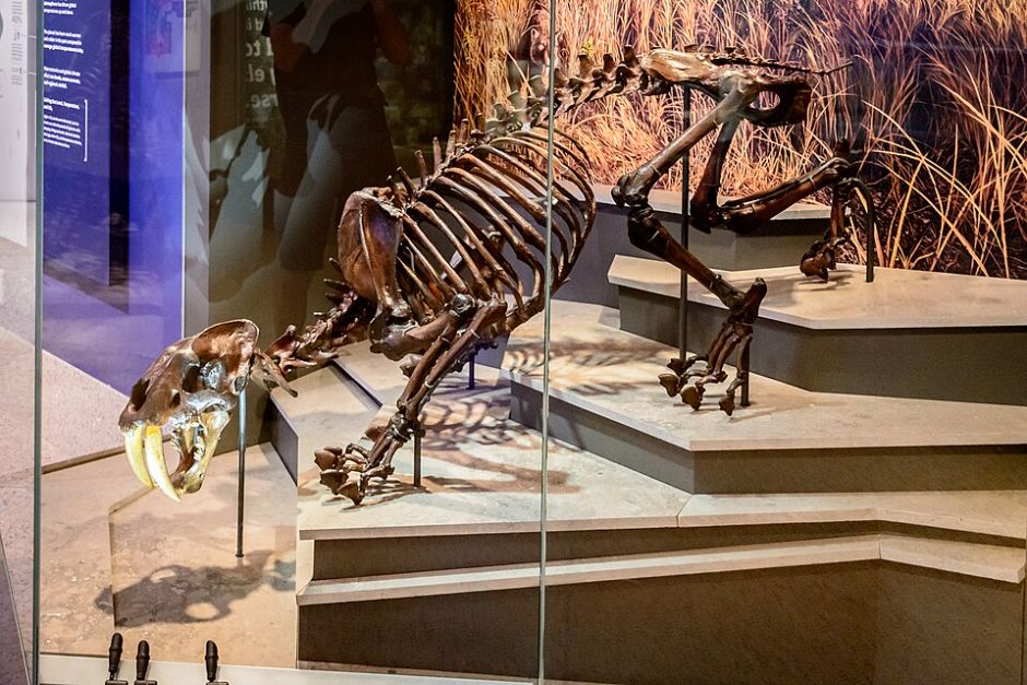 스미소니언 국립자연사박물관 딥 타임 전시관에 전시된 검치호(Smilodon) 화석