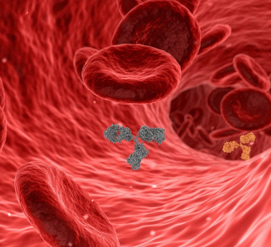 고구마 효능 - 심혈관