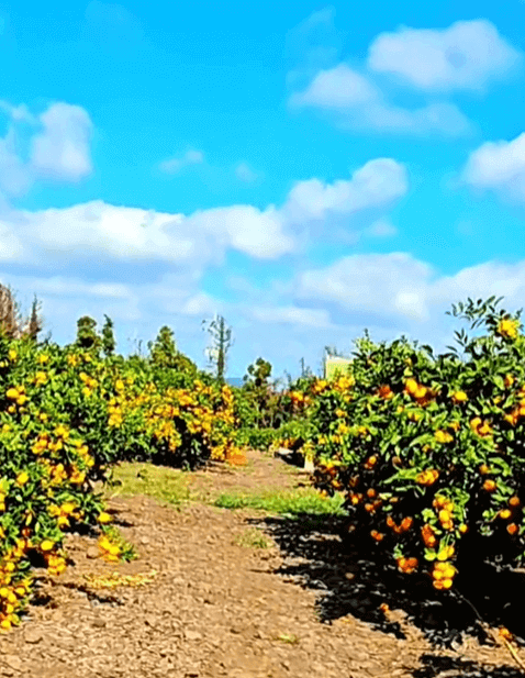 마노르블랑 감귤체험