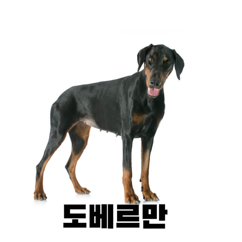 도베르만 털빠짐