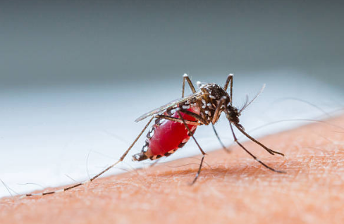 말라리아 증상, 예방접종, 모기 총정리 (2024ver)