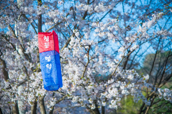 벚꽃 명소