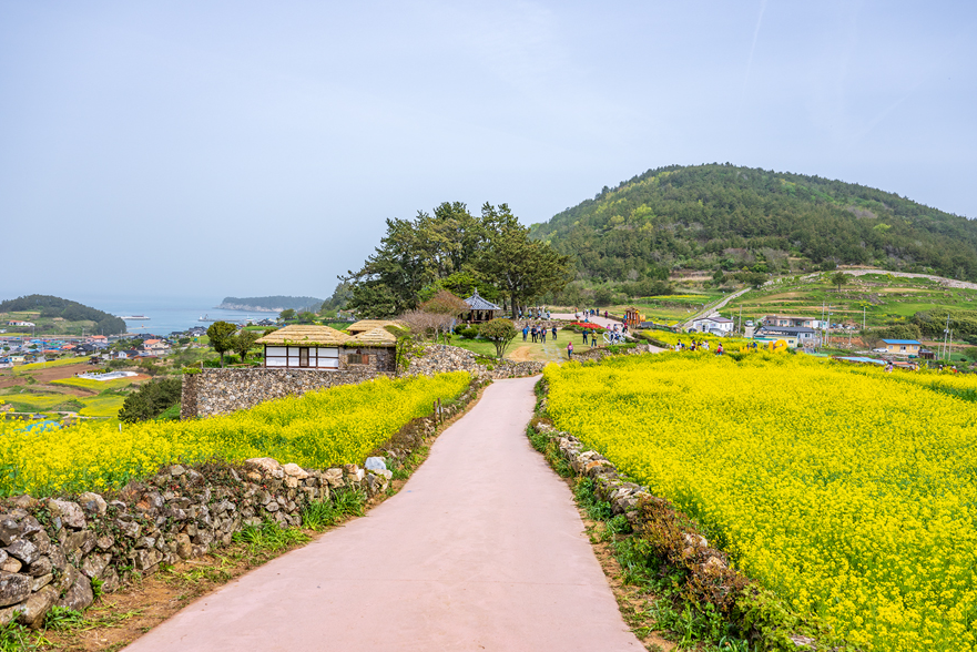 완도 청산도 유채꽃