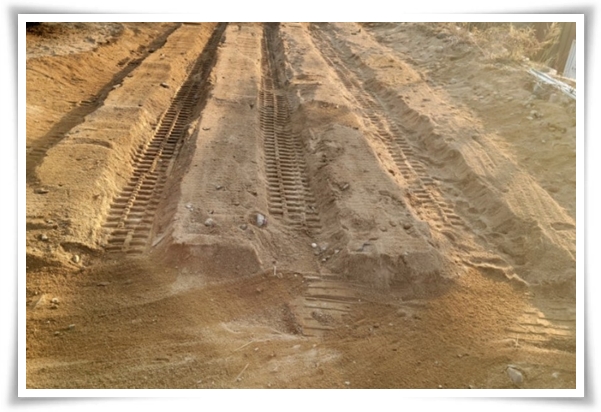 텃밭 "6월에 심기 좋은 작물" 지금 심으면 쑥쑥 자라는 여름 작물 추천!