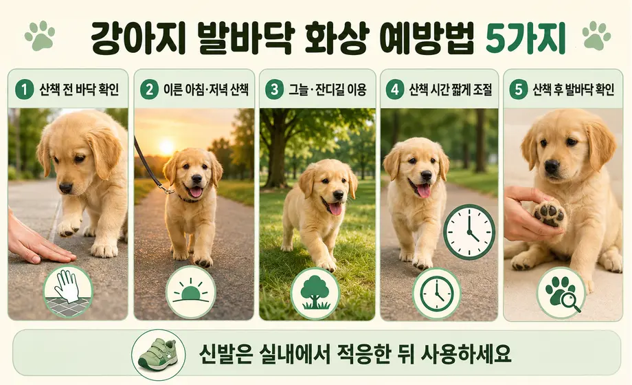 산책 전 바닥 확인 등 강아지 발바닥 화상 예방법 5가지