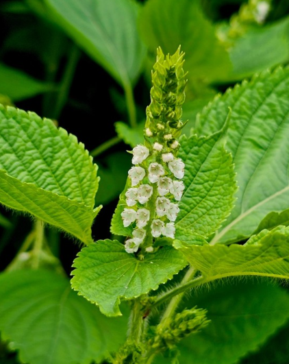 들깨 심는시기(파종시기, 심기방법, 재배방법, 수확하기) 깻잎키우기 총정리!