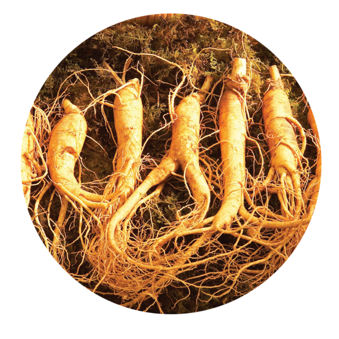 홍삼과 관련된 사진입니다.