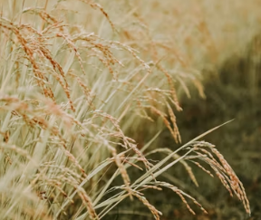 카무트 효소 효능 및 먹는법 총정리