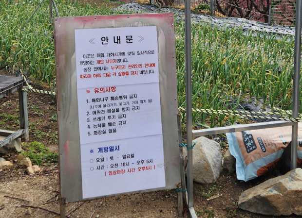 매화원 개방1
