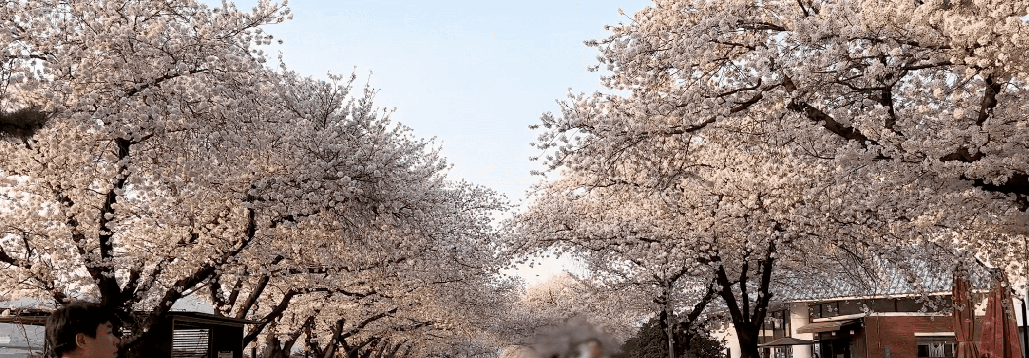 인천대공원 벚꽃길 주차장