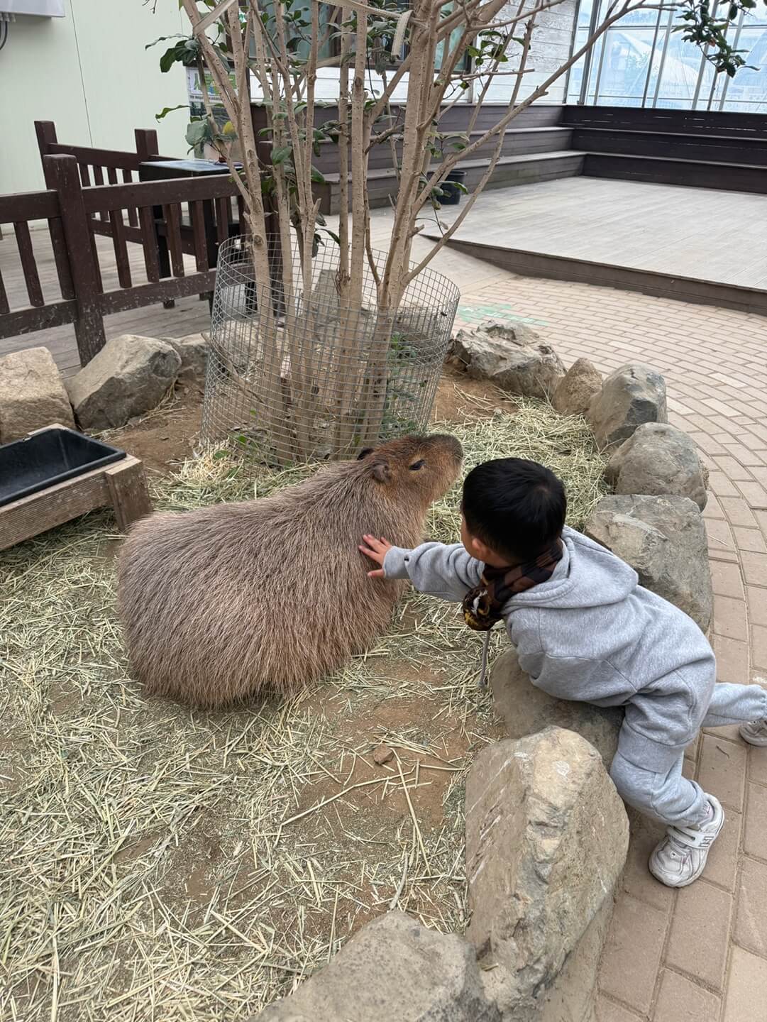 아이랑 경주 동궁원에서 카피바라를 가까이 만나는 체험 장면
