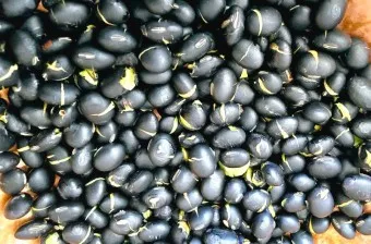 서리태 효능 먹는법 영양성분_19