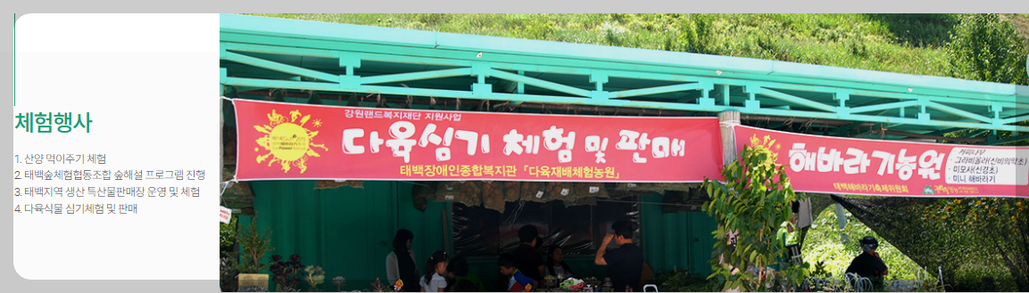 태백 해바리기축제