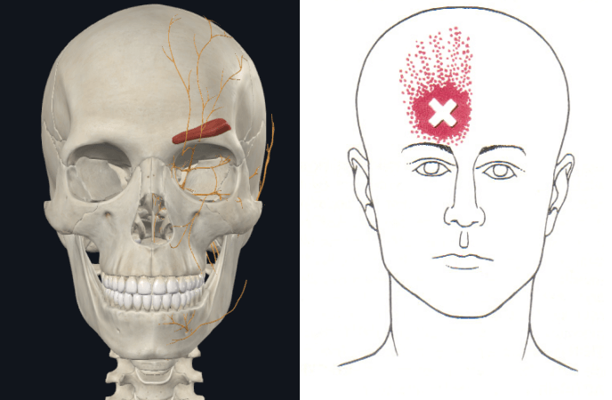 좌측은 추미근, 우측은 전두근