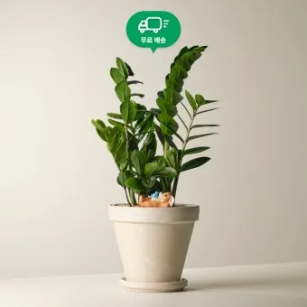 금전수 물주기 과습예방 배수층 만들기 흙선택 시니어도 편한 관리_33