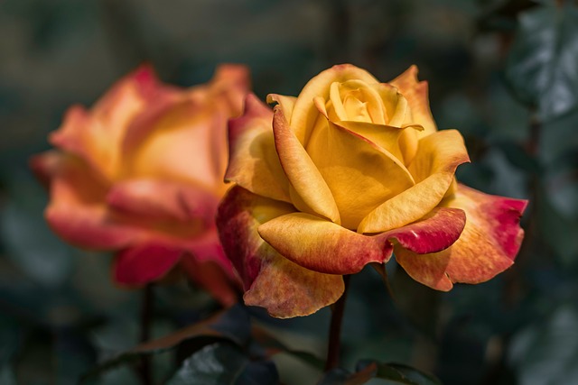 곡성 장미축제19