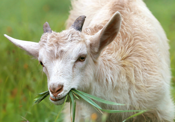 2024년 11호 태풍 야기