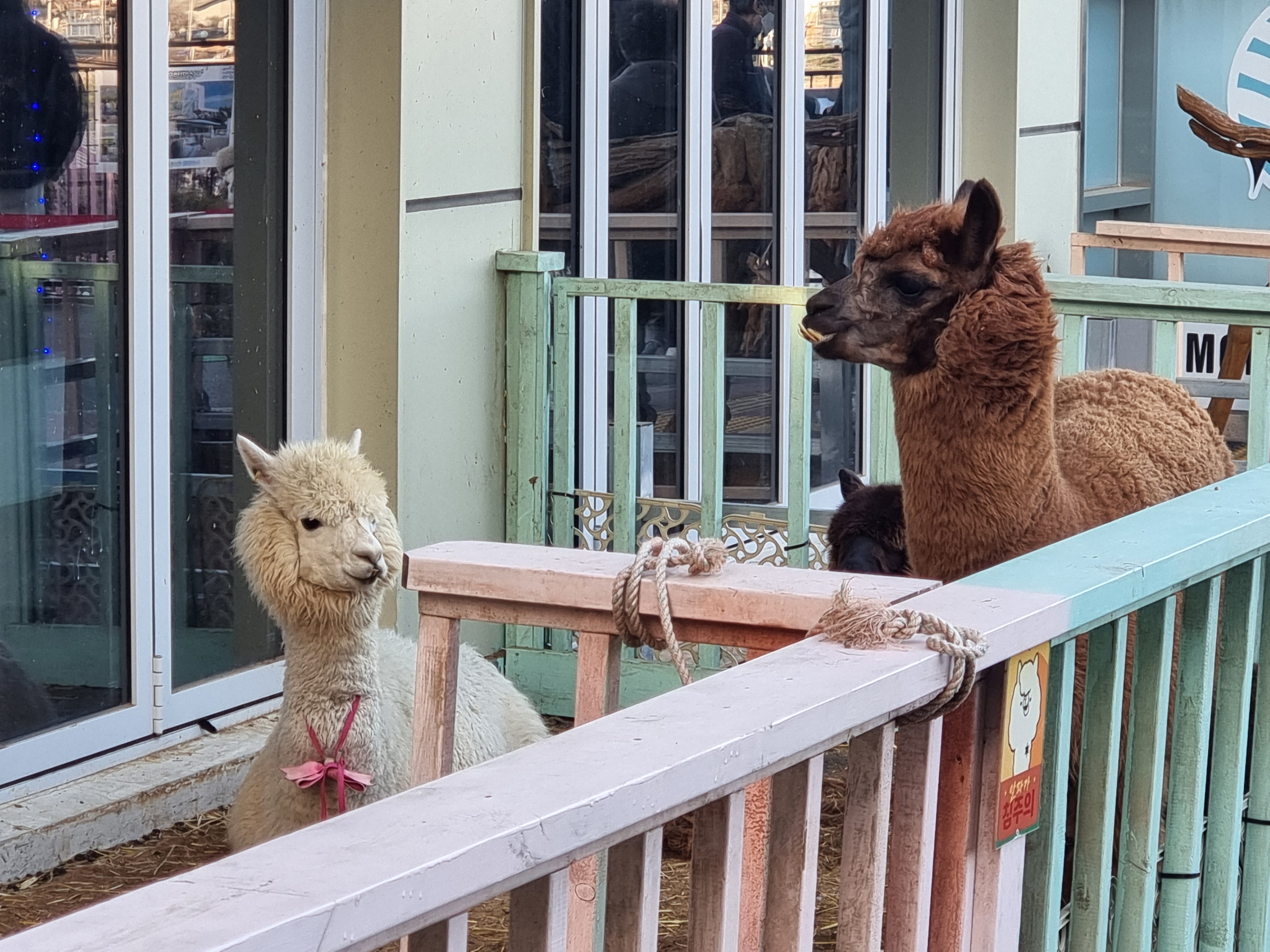 김포 대명항 '수산공원' 알파카