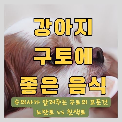 동물병원 수의사가 알려주는 강아지 구토 노란색 vs 하얀색의 차이와 구토에 좋은 음식과 보양식 추천 썸네일