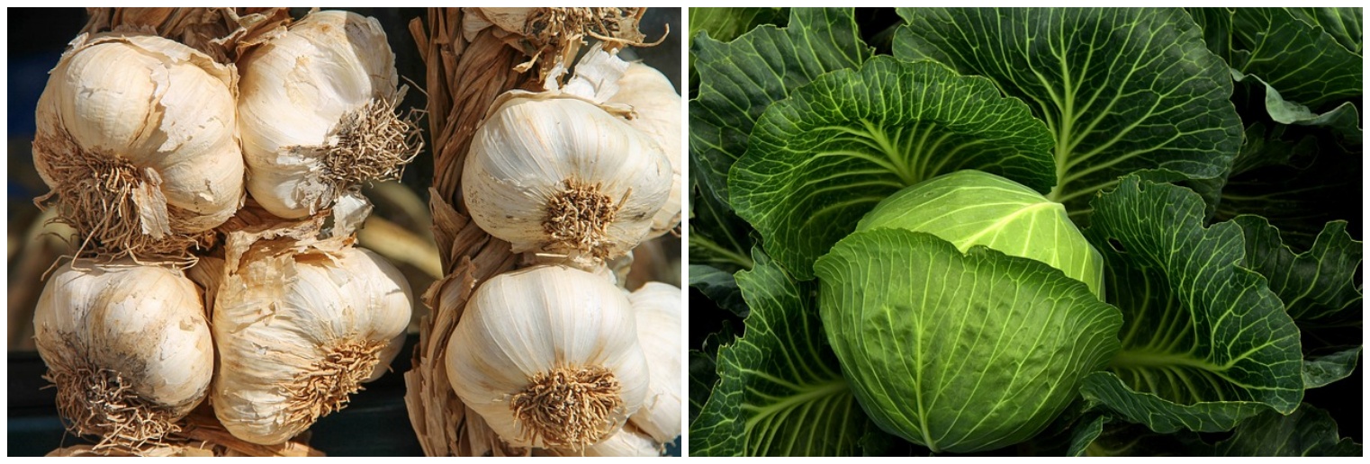 마늘과 양배추 사진