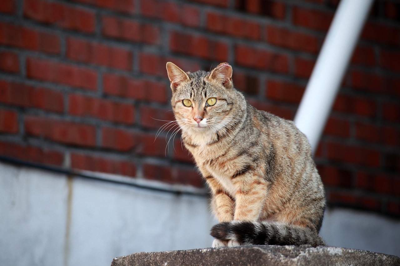 길냥이(길고양이) 건강 상태 보는 법 - 눈·코·귀로 알아보는 생생한 건강 신호