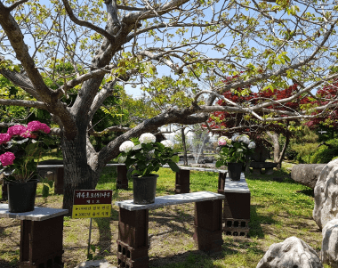 형형색색 남도수국축제 총정리