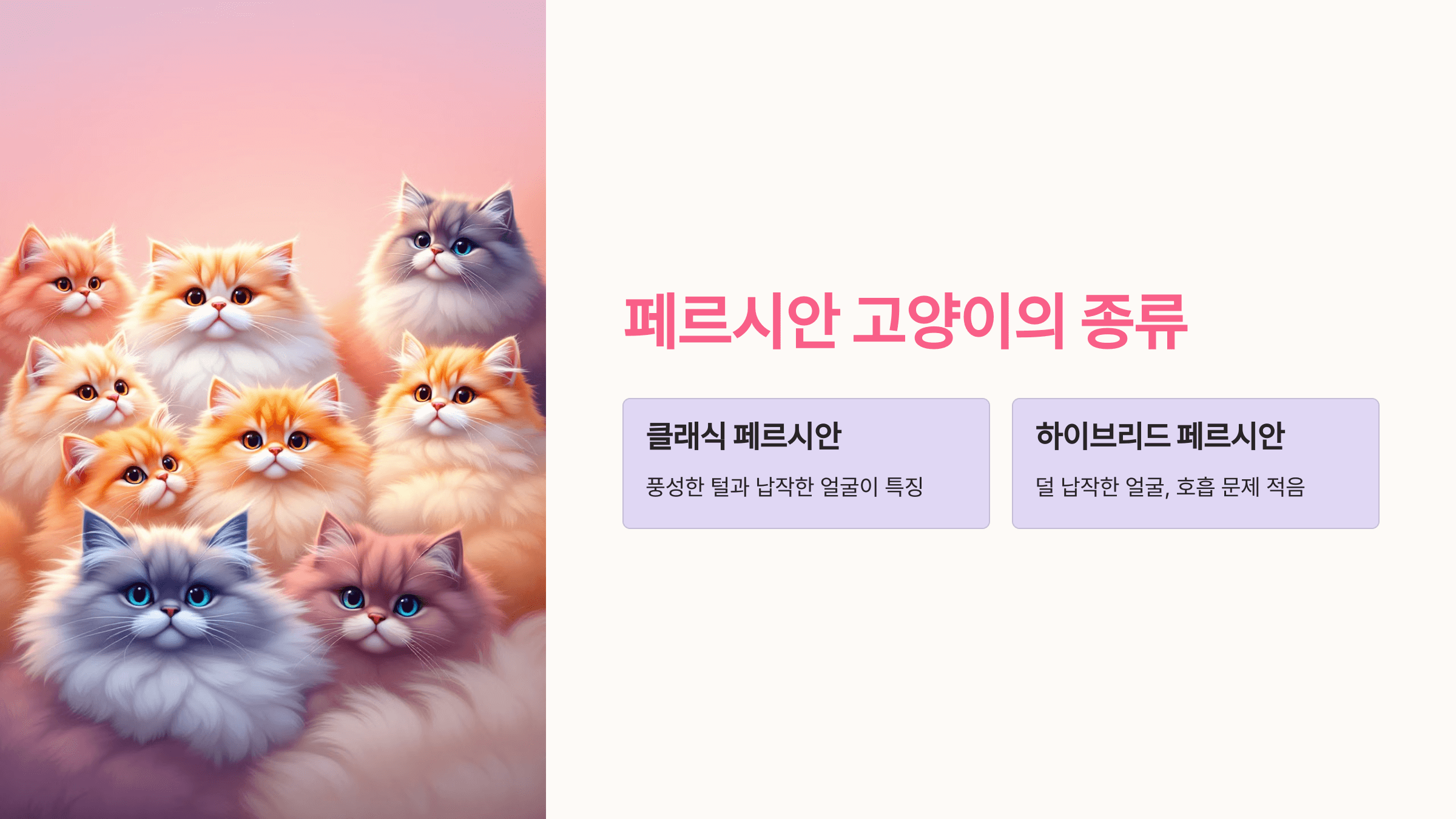 페르시안 고양이 사진입니다.