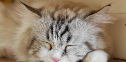 잠자는 고양이