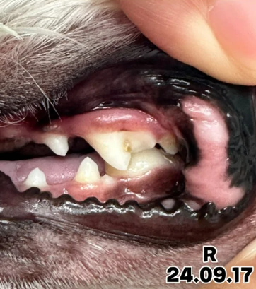 강아지 치석, 왜 생기고 어떻게 제거해야 할까?