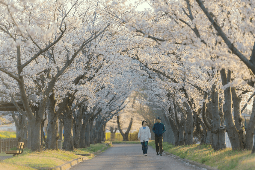 하동 십리벚꽃길 실시간 개화정보