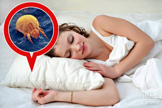 베개커버 세탁 주기 피부과 전문의 추천 베개커버 교체주기 비염 집먼지진드기