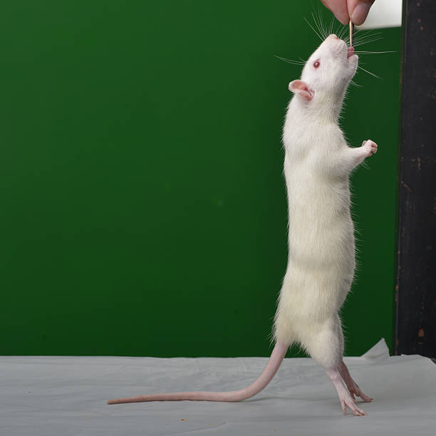 흰색 쥐 꿈 해몽