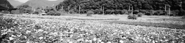 작약 재배법: 병충해 방지