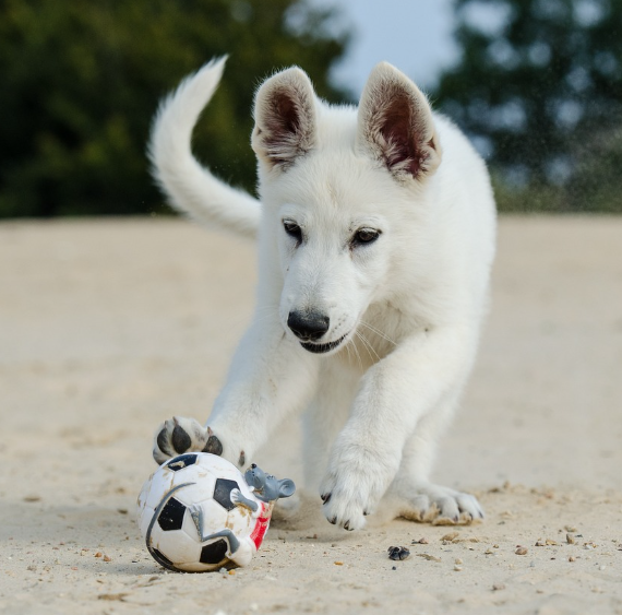 화이트 셰퍼드 사진